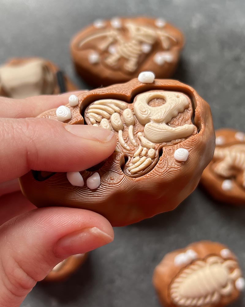 Dinosaur Fossil Clicker Fidget Toy
